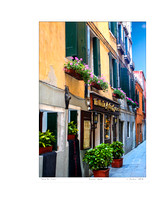 Flowers, Venice, Italy, Mediterranean, Poster