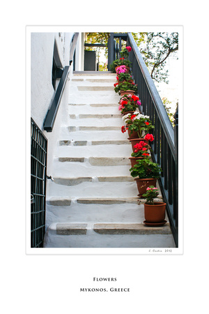 Flowers, Mykonos, Greece, Mediterranean, Island, Poster